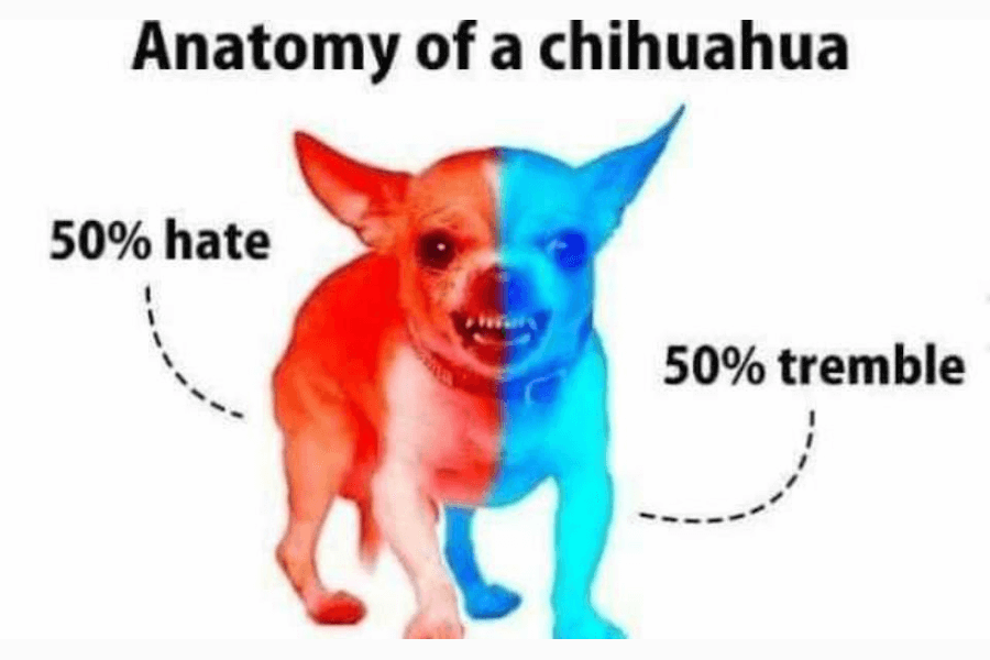 A Chihuahua strikes again