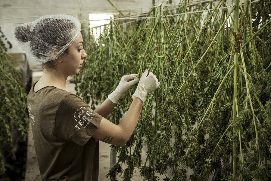 Drying cannabis plants