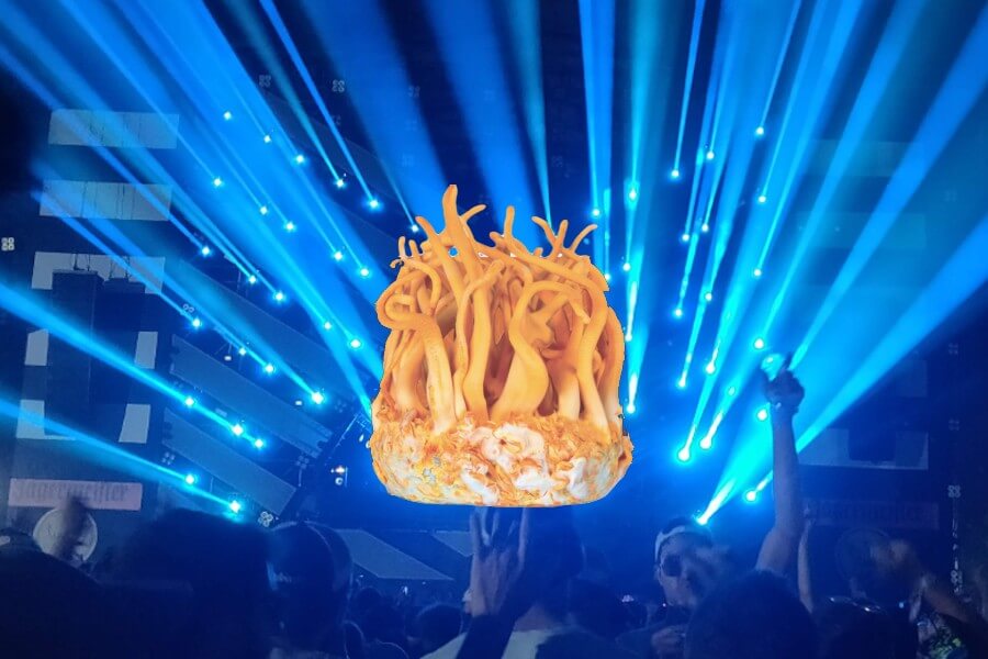 My 2019 trip to EXIT Festival Serbia was fueled by cordyceps