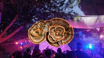 turkey tail overlayed a festival