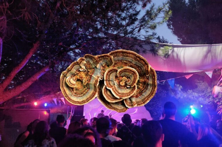 turkey tail overlayed a festival