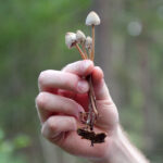 Possible Liberty Cap Mushroom found in Finland