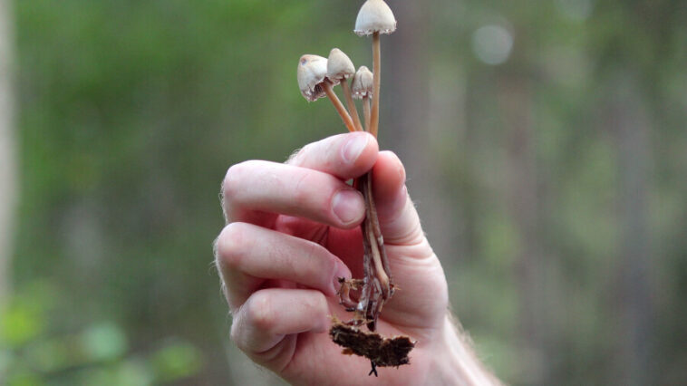 Possible Liberty Cap Mushroom found in Finland