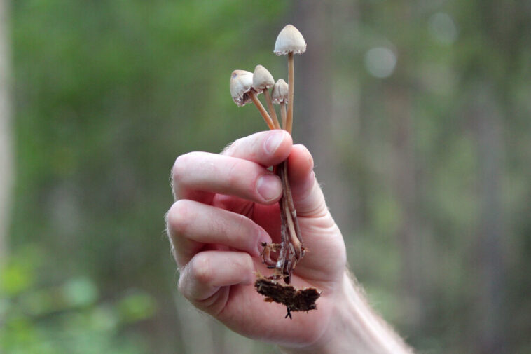 Possible Liberty Cap Mushroom found in Finland