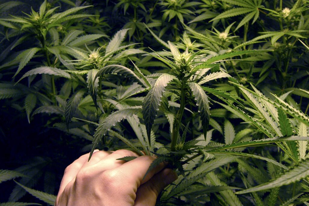 Hand picking at cannabis plant