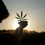 man holding a marijuana leaf to the sun
