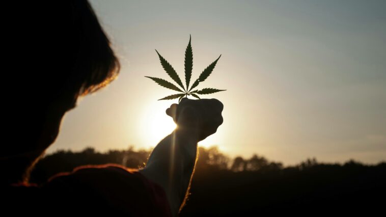 man holding a marijuana leaf to the sun