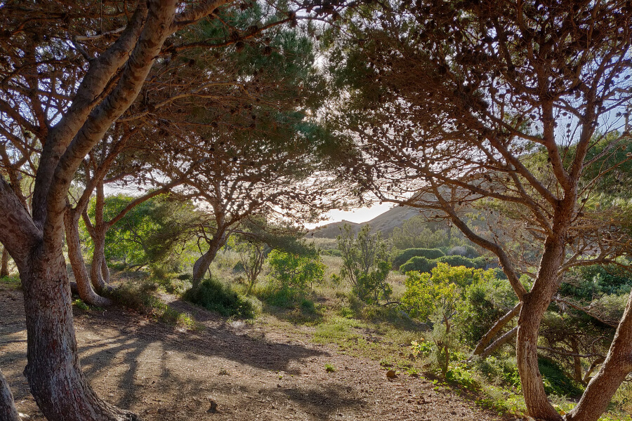 a grove of trees overlooking a bay
