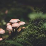 Mushrooms on a forest floor