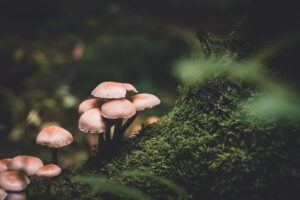 Mushrooms on a forest floor