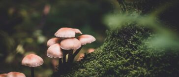 Mushrooms on a forest floor