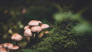 Mushrooms on a forest floor
