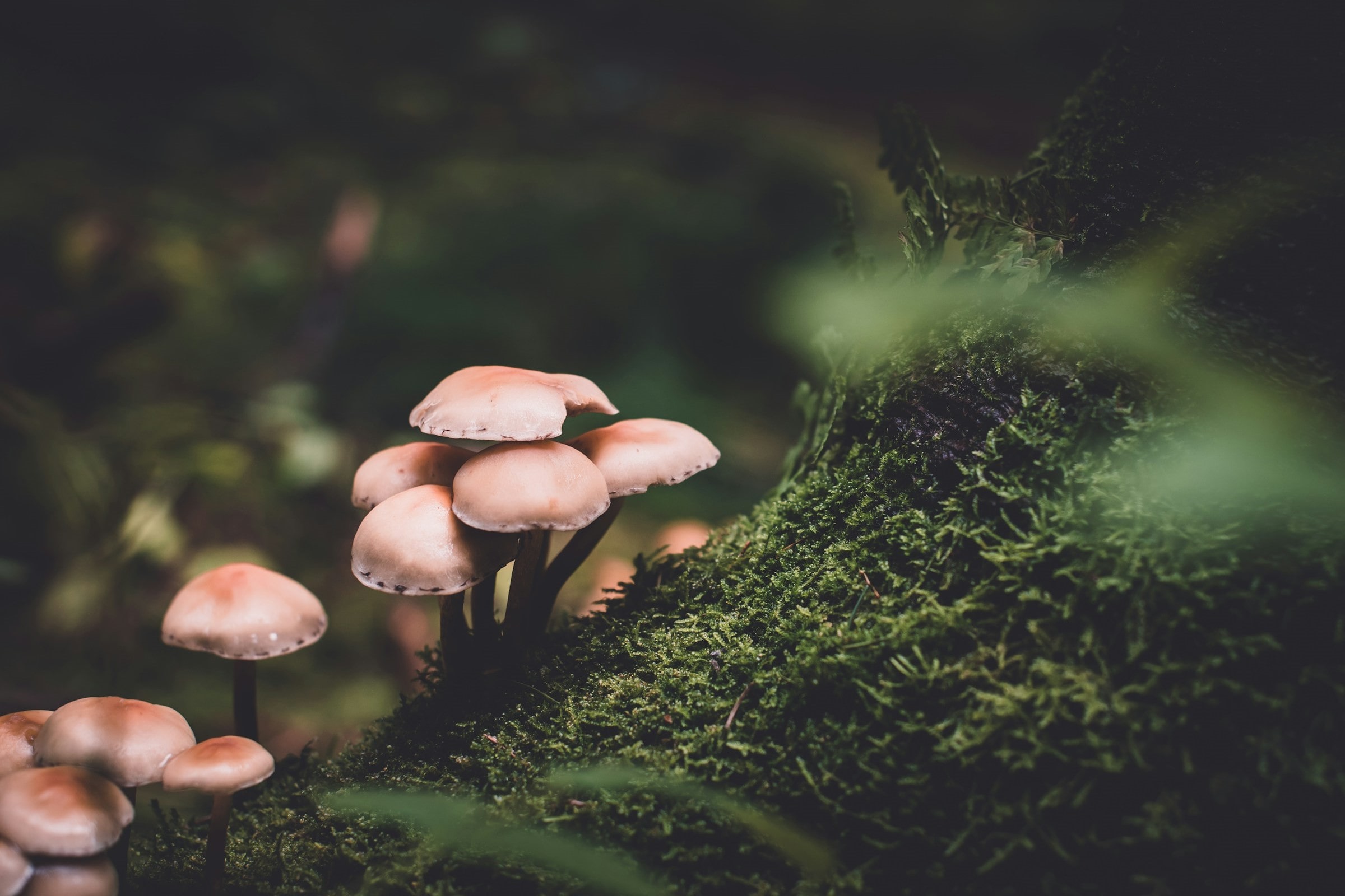 Mushrooms on a forest floor
