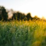 Field of tall grass with the sun setting in the background