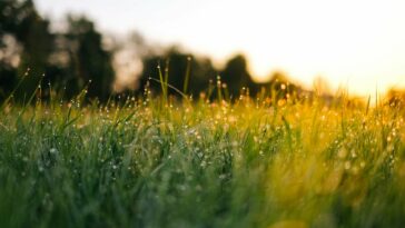Field of tall grass with the sun setting in the background