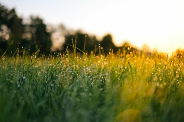 Field of tall grass with the sun setting in the background